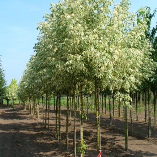 Vederesdoorn (Acer negundo 'Flamingo')